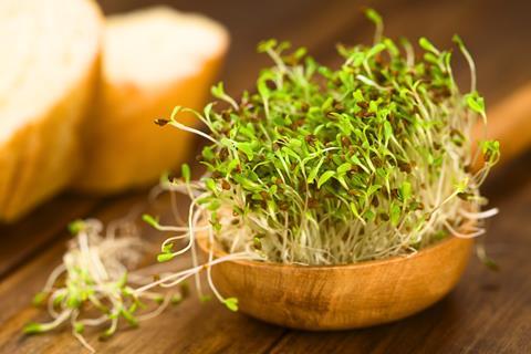 Alfalfa sprouts on a wooden spoon