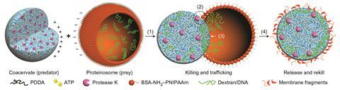 Design & construction of a predator-prey synthetic protocell community - Fig1