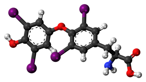 Levothyroxine Ball and Stick 3D