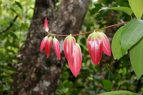 Cinnamomum verum leaves