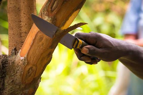 Stripping bark from a cinnamon tree