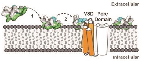 0118CW - Venoms Feature - ProTX-II binding to membrane and sodium channels 
