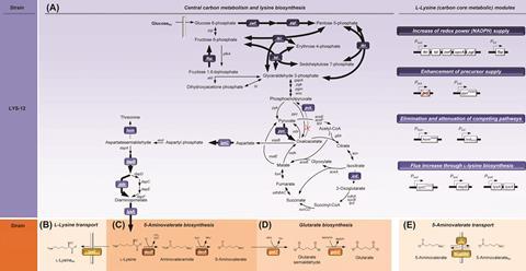 Metabolic pathway design for the production of glutarate in Corynebacterium glutamicum. The overview illustrates the genomic layout of each producer, created in this work, including core carbon metabolism and L-lysine synthesis (A) and secretion (B), 5-am