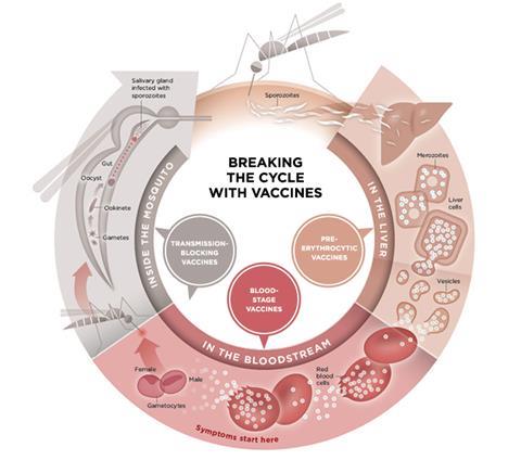 A scheme showing the malaria lifecycle