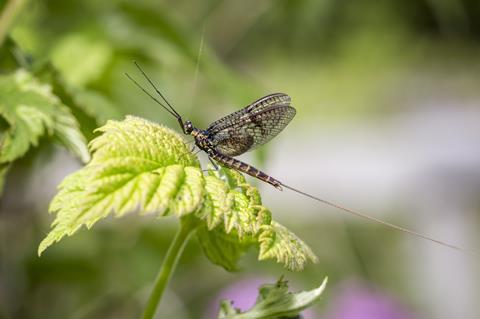 A photograph of a mayfly