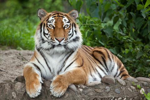 A photograph of a tiger