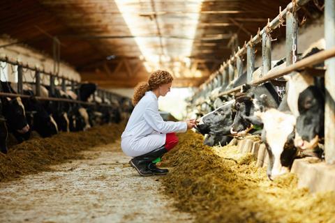 Veterinarian in cow shed