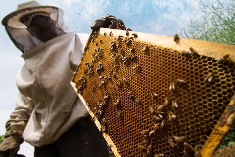 Beekeeper in protective suit getting a honey comb from a beehive