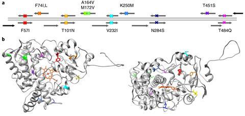 Strategy for CLADE using site directed mutagenesis