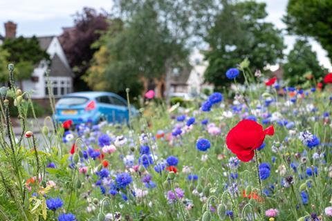 Wildflowers on the side of an urban road