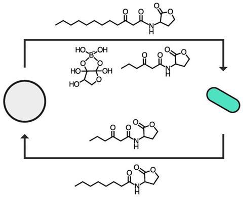 Artificial cells sensing and sending chemical messages to bacteria 