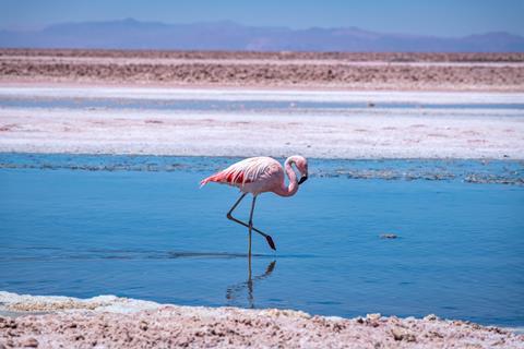 An image showing a single flamingo walking through one of the shallow lagoons in the Atacama desert