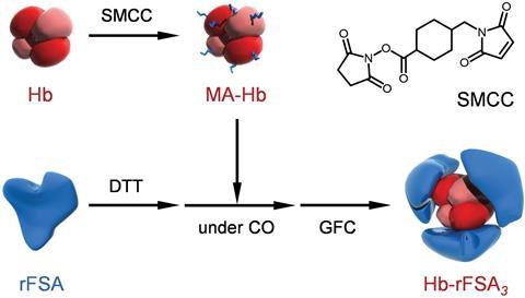 Schematic illustration of the synthetic route of the Hb–rFSA3 clusters