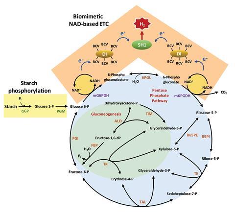 Scheme of the in vitro NAD-based synthetic enzymatic pathway for in vitro H2 production energized by starch