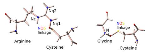 NOS linkages between arginine-cysteine and glycine-cysteine