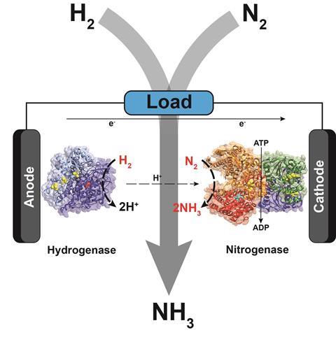 Bioelectrochemical Haber-Bosch process