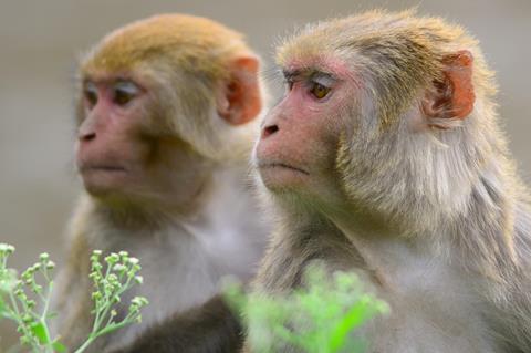 Pair of Rhesus macaque monkeys in Kathmandu