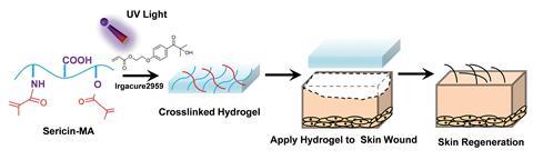 The hydrogel promotes rapid, efficient, and functional skin regeneration