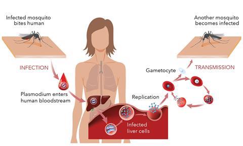 An image showing the malaria life cycle