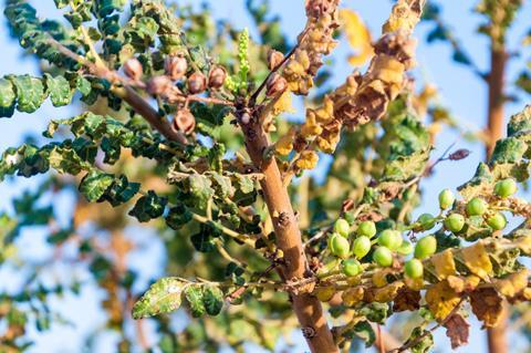 Detail eines Weihrauchbaums (Boswellia sacra) in der Nähe von Salalah, Oman