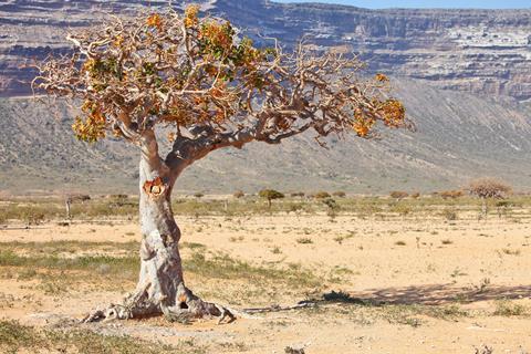 myrrh tree (Commiphora myrrha) 