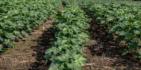 Rows of cotton plants in vegetative stage under a no-till farming system