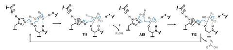 A scheme showing the four distinct steps of the ester hydrolysis reaction catalysed by serine hydrolase