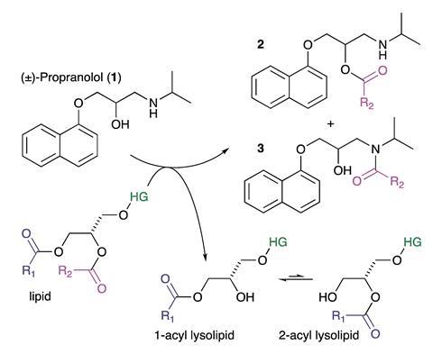 A scheme showing lipidation reactions involving propranolol