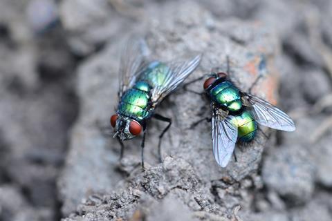 Blowflies