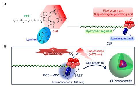 A picture showing the engineering of a self-illuminating nanoparticle with luminescence, fluorescence, and intrinsic singlet oxygen generation capabilities