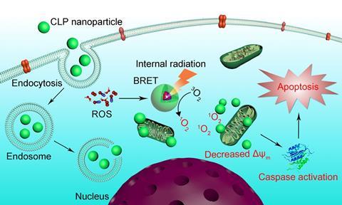 Schematic illustration of the antitumor mechanisms of CLP nanoparticles