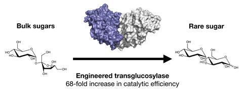 An image showing a mutant transglycosylase able to produce a rare sugar