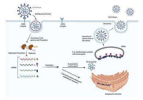 Clinical presentation, pathophysiology and histopathology | Book