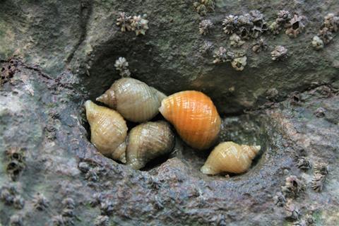 British Dogwhelk in a rock pool