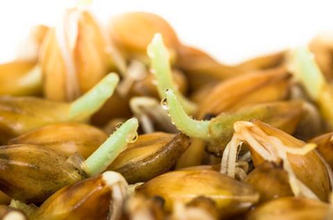 Germinating barley