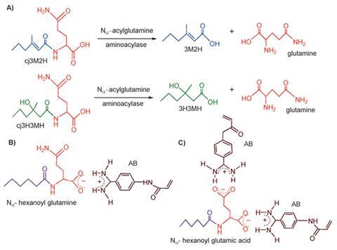 Nasty niffsNestoraAngewandteChemie F2 