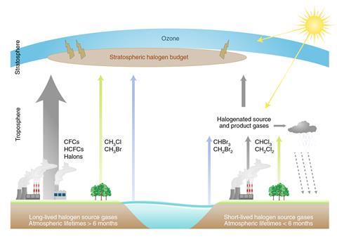 A scheme showing long-lived and short-lived halogen source gases