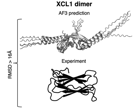 XCL