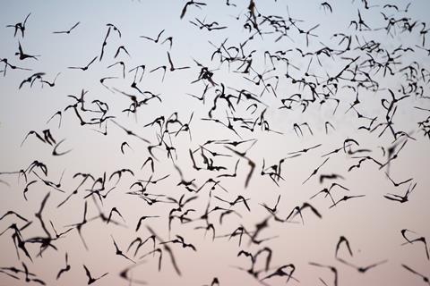 Mexican Free-Tailed Bats leaving a south Texas cave