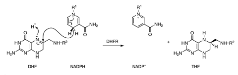 An image showing the DHFR-catalysed reaction