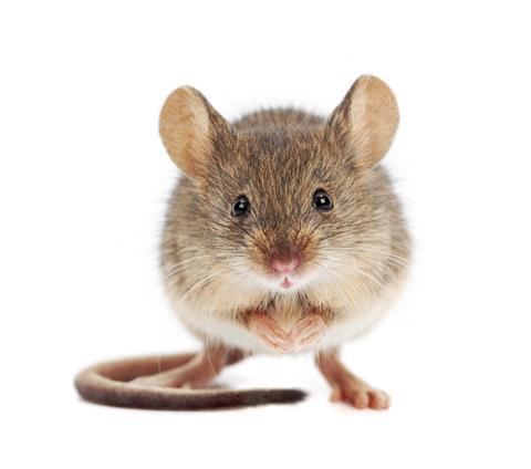 House mouse standing on rear feet (Mus musculus)