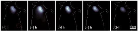 In vivo NIR-II imaging of the AR42J tumor-bearing mice intravenously injected with IR-BEMC6P@TATE