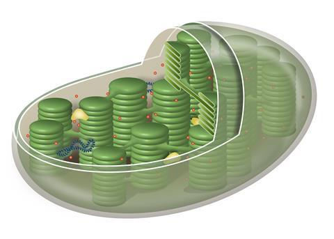 chloroplast unlabeled