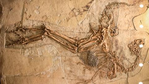 An image showing the bony outline of a long-legged, short-armed dinosaur embedded in a slab of beige rock