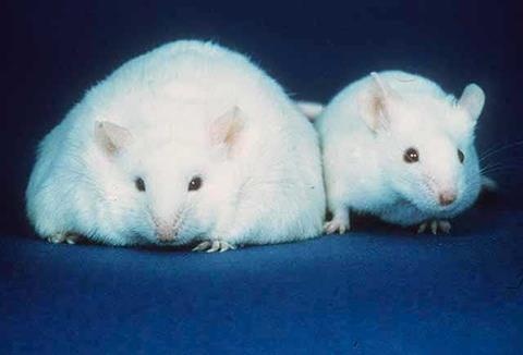 A leptin-deficient mouse beside a normal weight mouse
