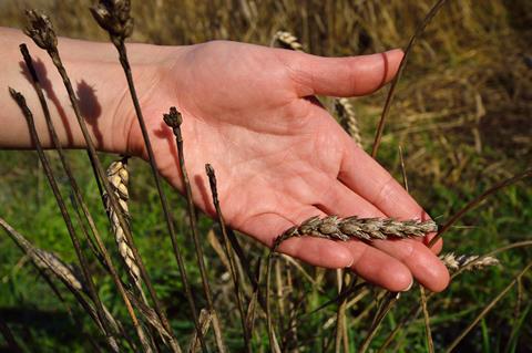 An image showing diseased wheat