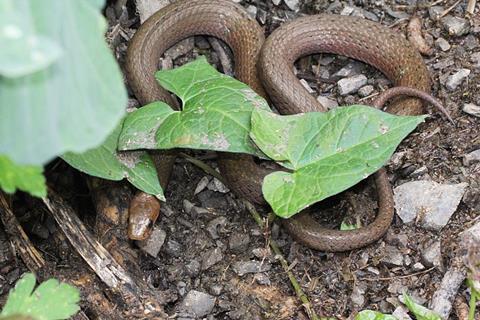 An image showing the snake Rhabdophis nuchalis