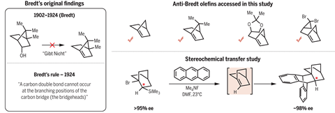 A diagrm showing Bredt's rule that a carbon double bond cannot occur at the branching positions of the carbon bridge. And how Bredt's rule was broken in this study