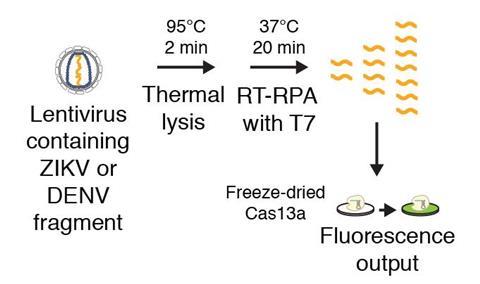 Nucleic acid detection with CRISPR - Fig2c