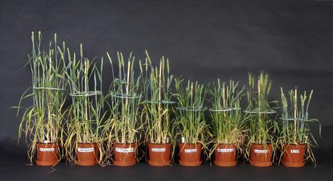 Wheat variety height comparison